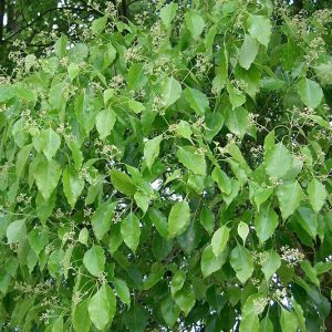 Camphrier (Cinnamomum Camphora)