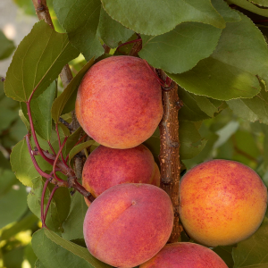 Abricotier Rouge Du Roussillon