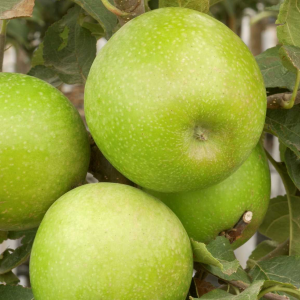 Pommier Granny Smith