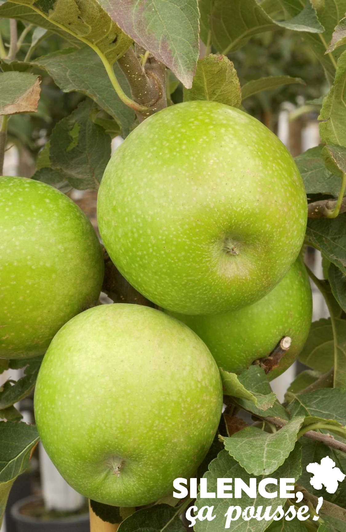 Pommier Granny Smith