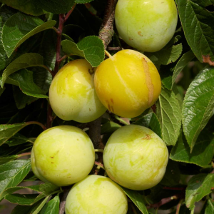 Prunier Reine Claude