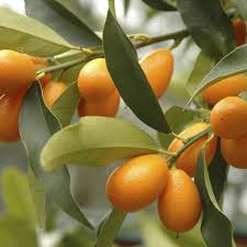 Kumquat