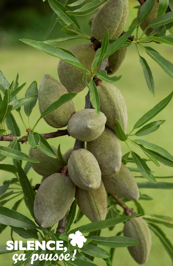 Amandier Princesse – Image 4