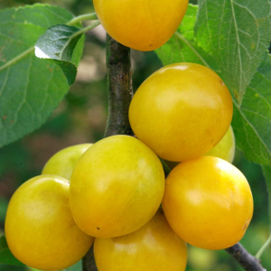 Mirabellier de Nancy, Prunier