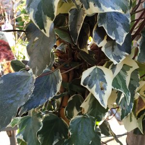 Lierre Gloire De Marengo