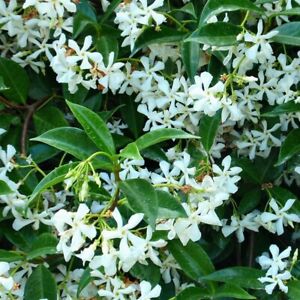 Rhynscospermum Jasminoides « Jasmin étoilé »