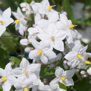 Solanum Jasminoides