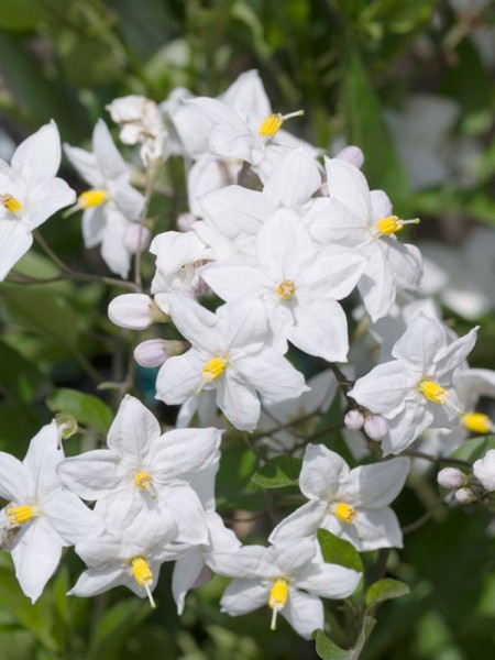 Solanum Jasminoides