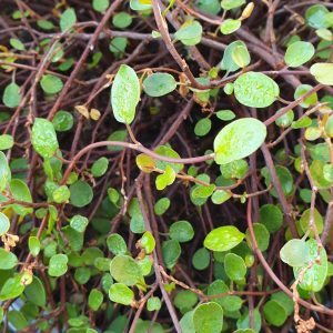 Muelhenbeckia Complexa