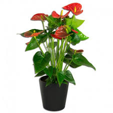 Anthurium