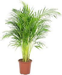 Areca – Image 2