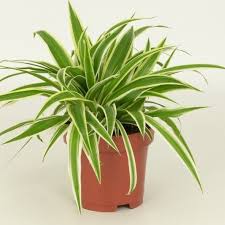 Chlorophytum