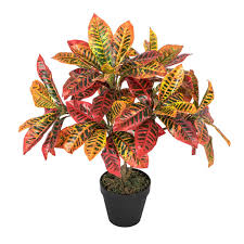 Croton