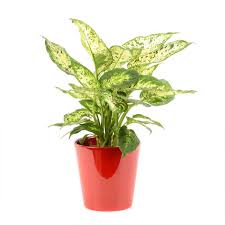 Dieffenbachia