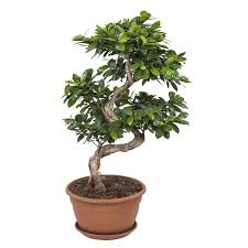 Ficus-ginseng