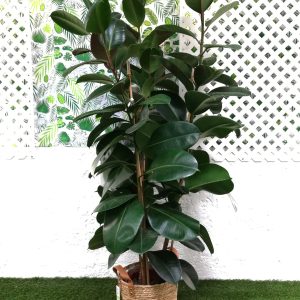 Ficus Elastica dit Caoutchouc