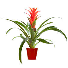 Guzmania