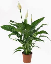 Spathiphyllum