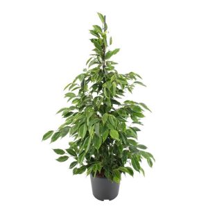 Ficus Benjamina