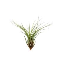 Tillandsia