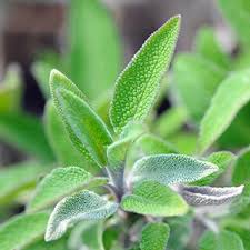 Sauge grosses feuilles