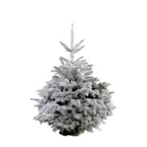 Sapin Floqué Blanc