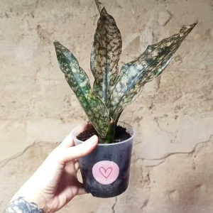 Sansevieria Copper