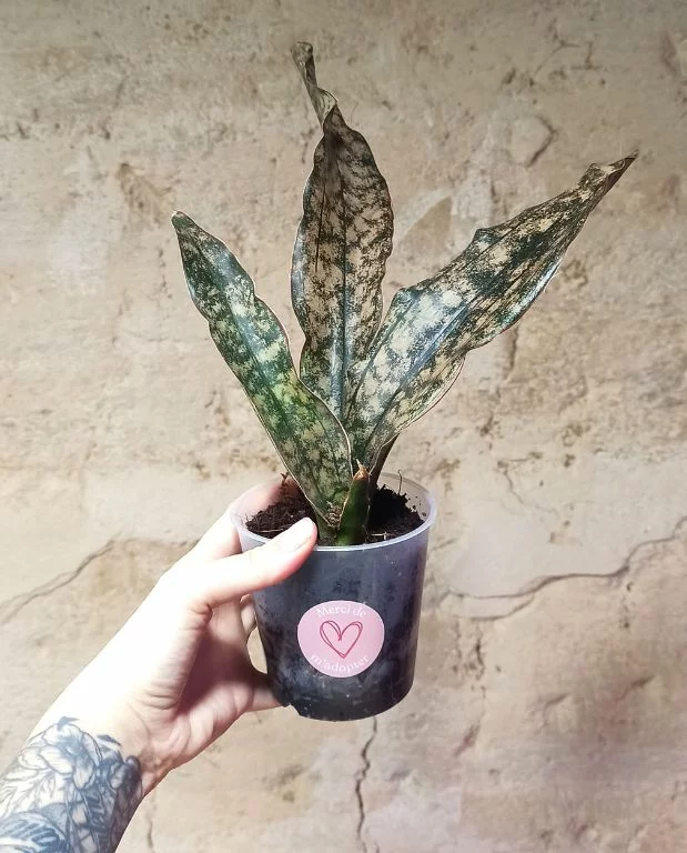 Sansevieria Copper