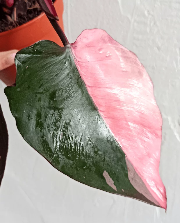 Philodendron Pink Princess – Image 2