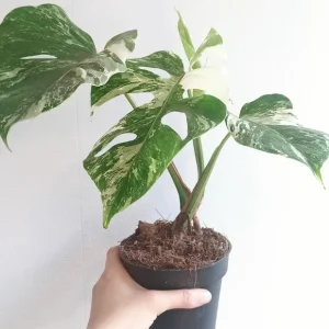 Monstera deliciosa variegata