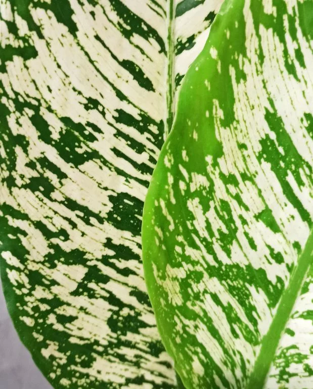 Dieffenbachia White Etna – Image 2