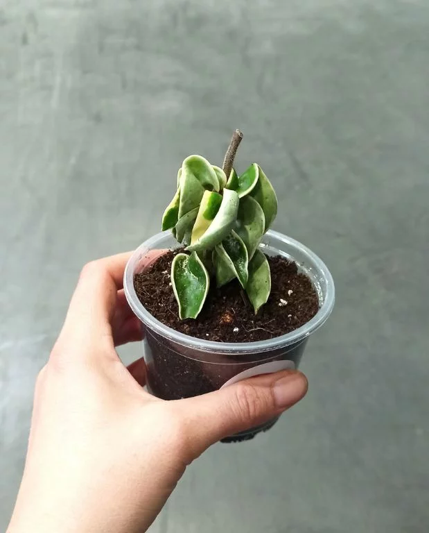Hoya Carnosa Compacta Variegata – Image 3