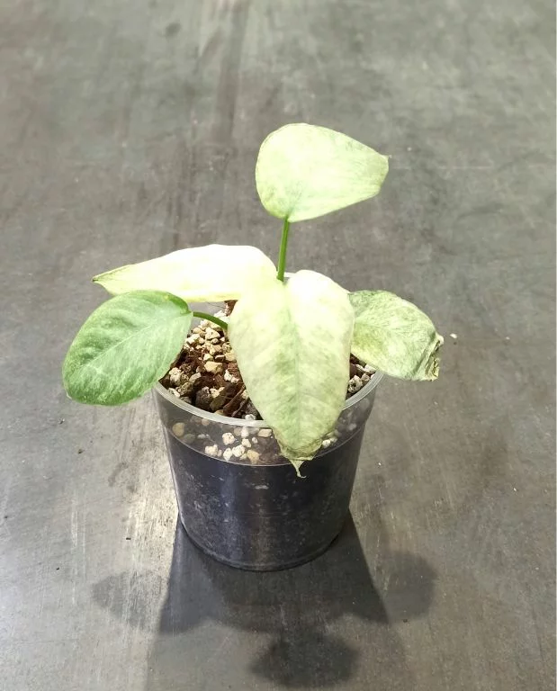 Schismatoglottis Pusilla Longispatha Variegata – Image 5