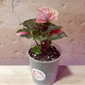 Syngonium Strawberry Ice