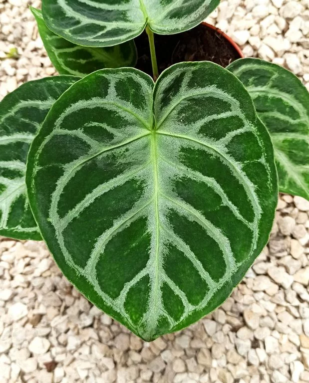 Anthurium Silver Blush – Image 2