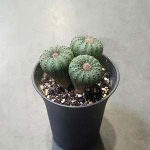 Frailea Castanea var. Nitens