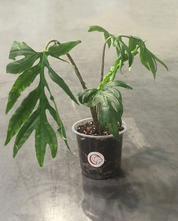 Alocasia Brancifolia – Image 4