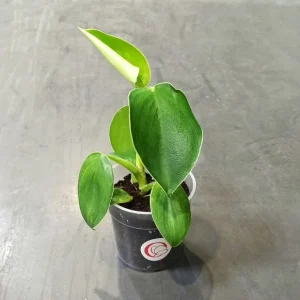 Philodendron Rugosum