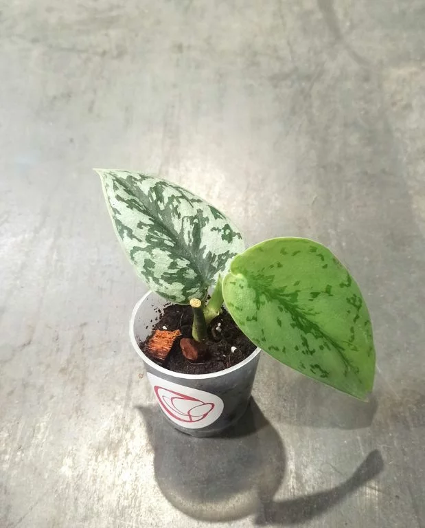 Scindapsus Silver Lady – Image 4