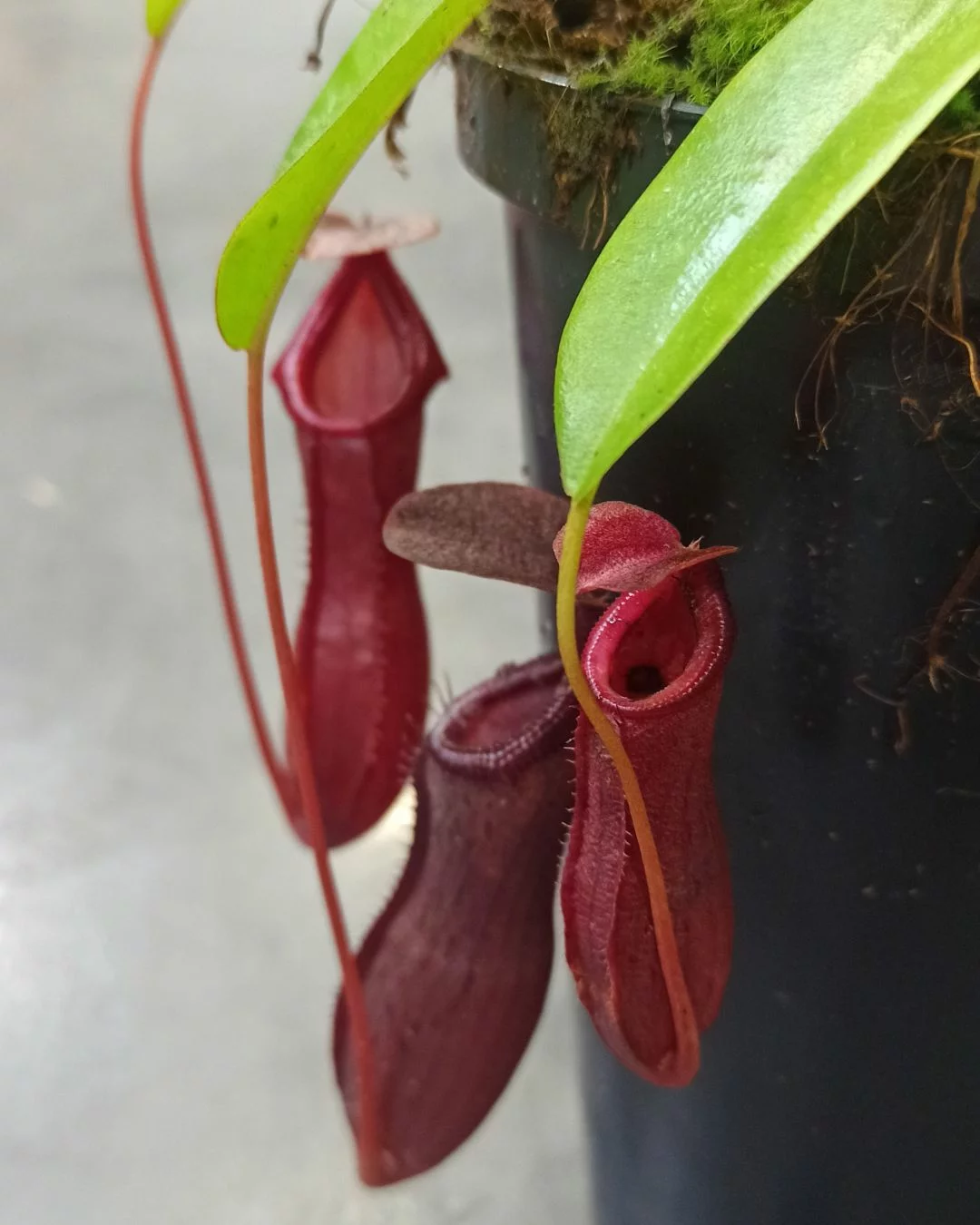 Nepenthes Bill Bailey – Image 2