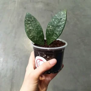 Hoya Rundumensis Splash