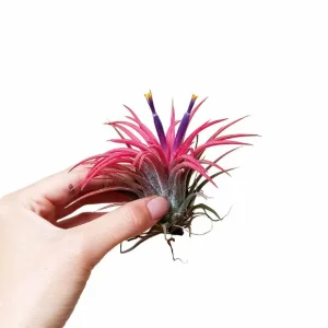 Tillandsia Ionantha rouge – Fille de l&rsquo;air