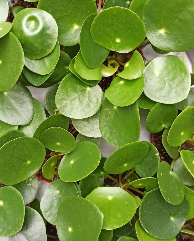 Coffret Pilea – Image 3