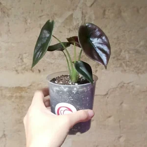 Alocasia Cuprea Red Secret