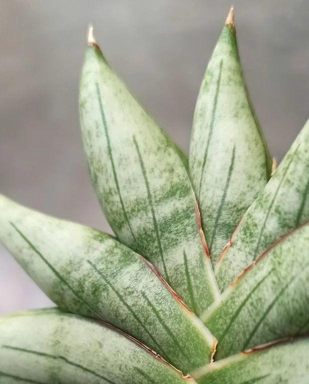 Sansevieria Inti Mini – Image 4