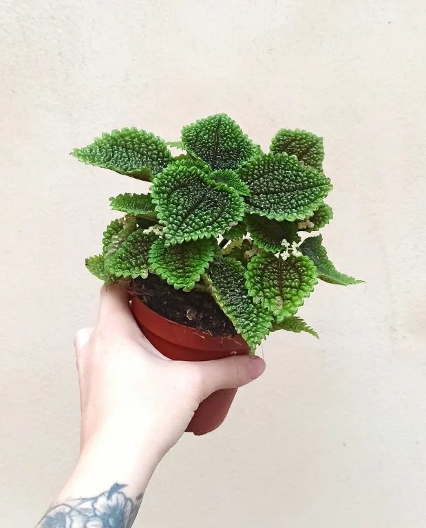 Pilea Involucrata Moon Valley – Image 3