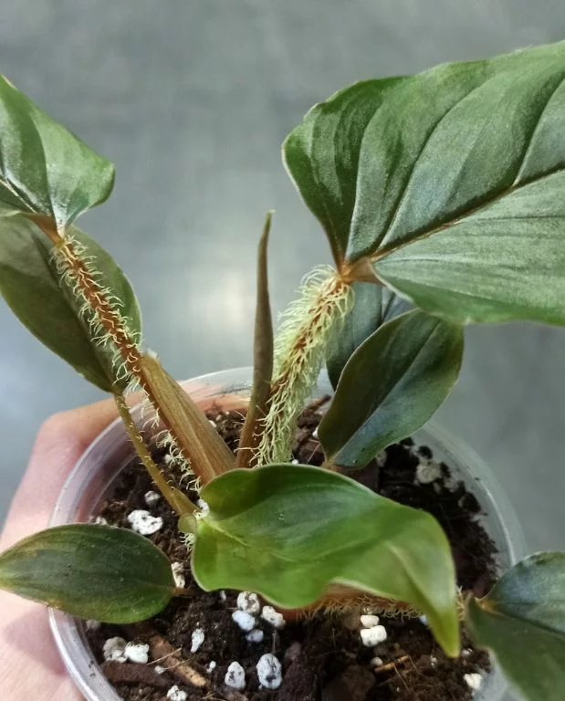 Philodendron Serpens – Image 2