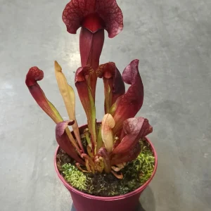 Sarracenia Catesbaei