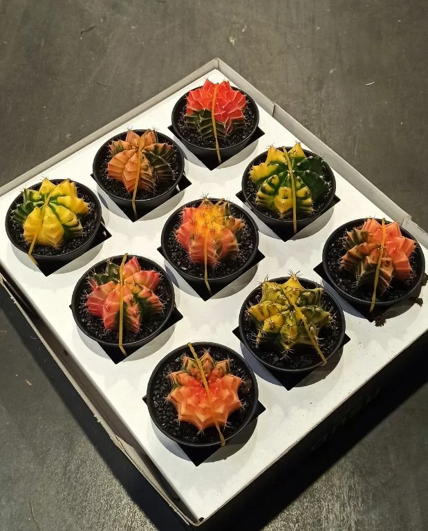 Gymnocalycium mihanovichii Variegata – Image 2