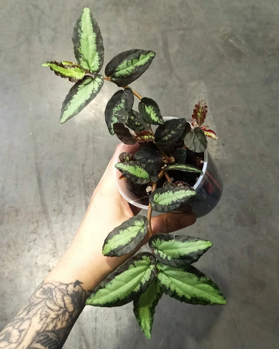 Pellionia Repens – Image 4